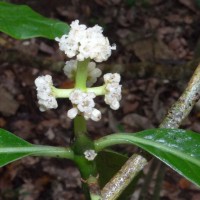 Psychotria nigra var. nigra